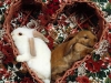 bunnies