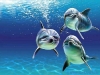 dolphin