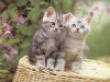 pussy-1