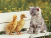 pussy-2
