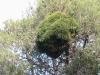 arbre-chenilles-sidi-maafa
